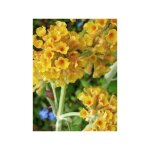 Le jardin du pic vert - arbre aux papillons 'sungold' pot de 2l / 3l