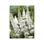 Arbre aux papillons 'white ball' pot de 3l / 4l