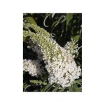 Arbre aux papillons 'white chip' pot de 2l / 3l