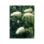 Arbre aux papillons 'white profusion' godet de 8 / 9 cm