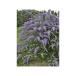 Arbre aux papillons 'wisteria lane' godet de 8 / 9 cm