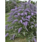 Arbre aux papillons 'wisteria lane' pot de 3l / 4l