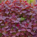 Arbre � perruque 'dusky maiden' 'grace' - 40 - 60 cm pot