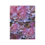 Arbre  perruque 'dusky maiden' pot de 3l / 4l