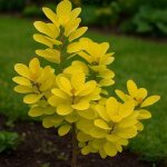 Arbre  perruques 'golden lady' (cotinus coggygria 'golden lady' )