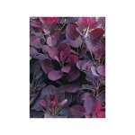 Le jardin du pic vert - arbre  perruque 'lilla' pot de 3l / 4l