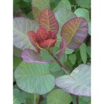 Arbre  perruque 'old fashioned' pot de 3l / 4l