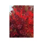 Arbre  perruque 'grace' pot de 2l / 3l