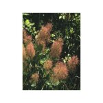 Arbre � perruque pot de 3l / 4l