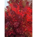 Arbre  perruque 'grace' pot de 7, 5l / 10l