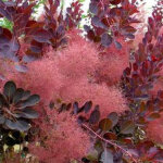 Arbre � perruque 'royal purple' - 60 - 80 cm pot