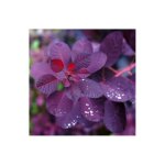 Arbre  perruques 'royal purple' (cotinus coggygria 'royal purple')