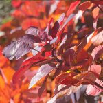 Arbre  perruque royal purple / pot de 1, 5l