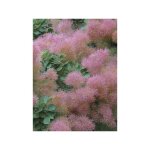Arbre  perruque 'smokey joe' pot de 3l / 4l