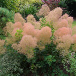 Arbre � perruque 'young lady' - 40 - 60 cm pot