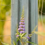 Arbre au poivre laciniata, vitex, gattilier / pot de 7, 5l