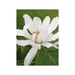 Arbre pompadour 'venus' pot de 3l / 4l