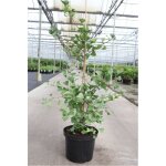 Arbre aux quarante �cus fastigiata blagon - ginkgo biloba fastigiata blagon 80 / 100cm pot 7, 5l