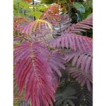 Arbre de soie 'evey's pride' pot de 4l / 5l