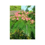 Arbre de soie 'ombrella' pot de 6l / 7l