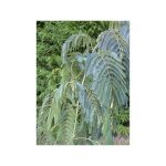 Arbre de soie 'shidare' pot de 7, 5l / 10l, baliveau