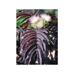 Arbre de soie 'summer chocolate' pot de 3l / 4l