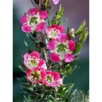 Arbre  th 'karo pearl star' pot de 2l / 3l