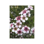 Arbre  th laineux 'mesmer eyes' pot de 2l / 3l