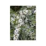 Arbre  th laineux 'silver sheen' pot de 2l / 3l
