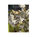 Arbuste aux bonbons 'magical snowqueen' pot de 3l / 4l