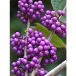 Arbuste aux bonbons 'profusion' pot de 2l / 3l