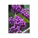 Arbuste aux bonbons 'profusion' pot de 7, 5l / 10l