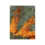 Le jardin du pic vert - argousier auto fertile 'friesdorfer orange' pot de 1, 5l / 2l