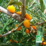 Argousier femelle 'hergo' bio (hippophae rhamno�des 'hergo')