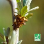 Argousier m�le 'masculi' bio (hippophae rhamno�des 'masculi')