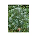Le jardin du pic vert - argousier mle 'pollmix' pot de 1, 5l / 2l