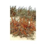 Argousier pot de 2l / 3l Argousier pot de 2l / 3l