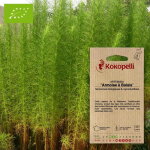 Artemisia armoise � balais