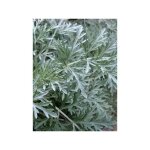 Artemisia 'powis castle' godet de 8 / 9 cm