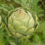Artichaut gros vert de laon - cynara scolymus godet de 7 / 8 cm