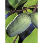 Le jardin du pic vert - asiminier, pawpaw pot de 3l / 4l