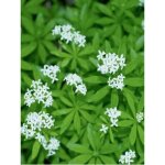 Asprule odorante, petit muguet godet de 7 / 8 cm