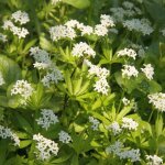 Le jardin du pic vert - asprule odorante, petit muguet pot de 2l / 3l