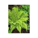 Aspidie du japon, pattes d'ours godet de 8 / 9 cm