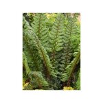 Aspidie du japon, pattes d'ours 'shiny holy fern' godet de 8 / 9 cm Aspidie du japon, pattes d'ours 'shiny holy fern' godet de 8 / 9 cm
