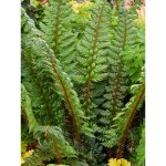 Aspidie du japon, pattes d'ours 'shiny holy fern' pot de 2l / 3l Aspidie du japon, pattes d'ours 'shiny holy fern' pot de 2l / 3l