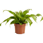 Asplenium antiquum - foug�re nid d'oiseau - plante d'int�rieur - purificateur d'air - convient aux animaux ...