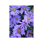 Aster nain 'lady in blue' godet de 8 / 9 cm