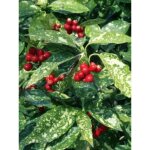 Aucuba du japon 'crotonifolia' pot de 2l / 3l