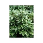 Aucuba du japon 'variegata' pot de 7, 5l / 10l
